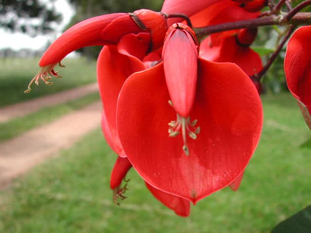 flor del ceibo